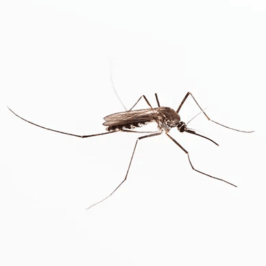 Ozzie Home Mosquito Zap